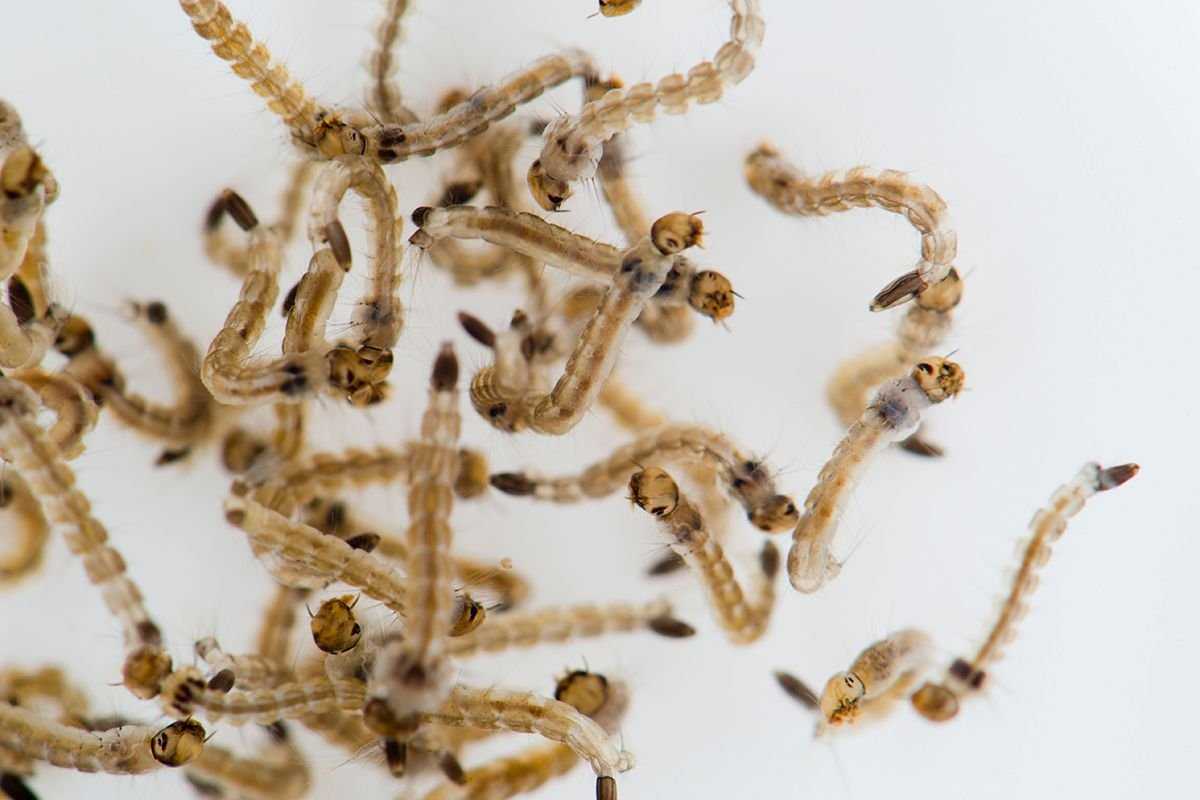 Как выглядят личинки комаров фото в воде