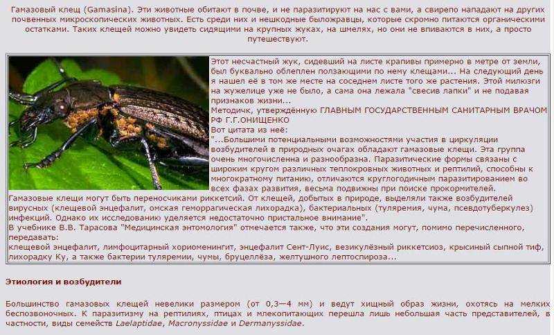 Самые неприятные маленькие твари животного мира :: инфониак