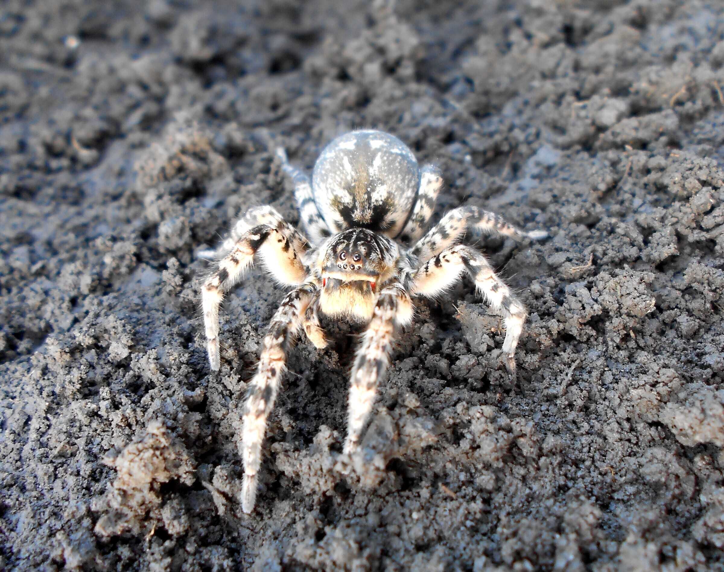 южнорусский тарантул в беларуси фото