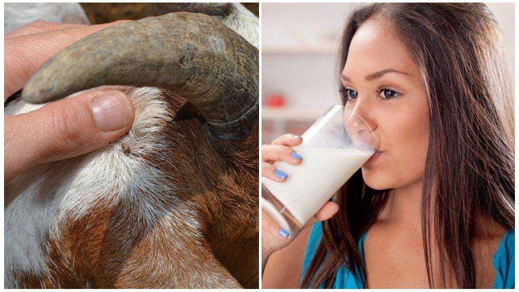 Заболевание через молоко. Клещевой энцефалит молоко. Заражение человека клещевым энцефалитом через молоко коз.