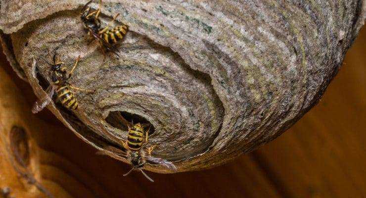 10 методов по избавлению от осиного гнезда