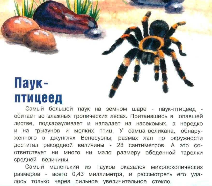 Все о содержании пауков в домашних условиях