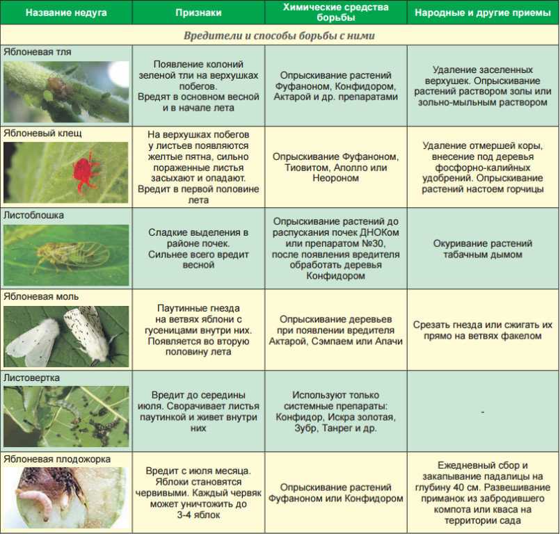 Чем опрыскивать капусту от вредителей после высадки. Вредители яблони описание с фотографиями и способы. Средства защиты плодовых деревьев от вредителей и болезней весной. Защита плодово ягодных растений сада от болезней и вредителей. Защита яблонь от вредителей.