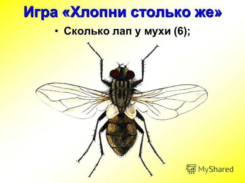 Муха комнатная | справочник пестициды.ru