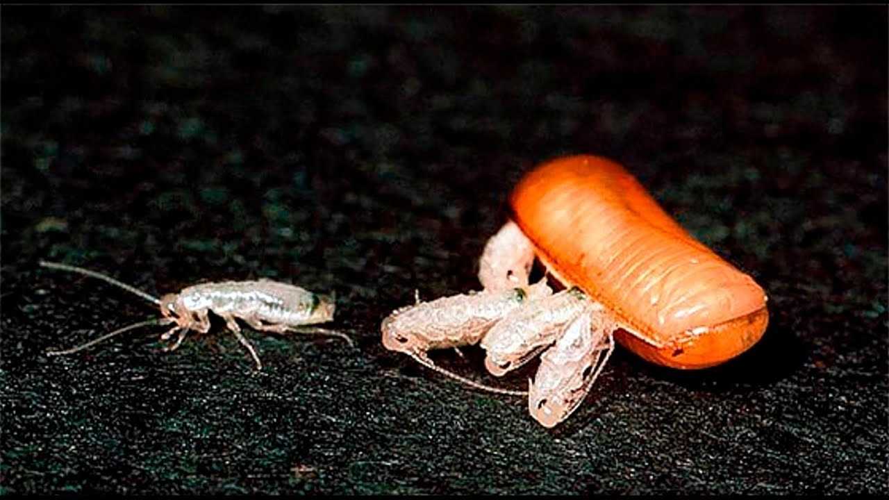 Тараканы как размножаются, выглядят и сколько живут, яйца, личинки