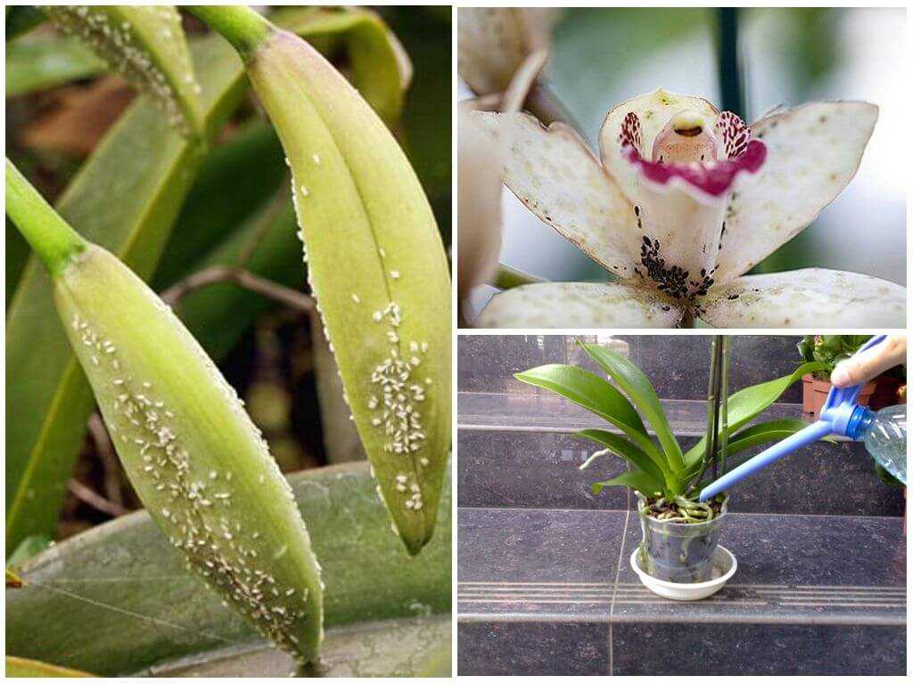Чем обработать орхидею от тли Признаки присутствия тли на орхидеях Основные признаки поражения тлей, методы борьбы: биологические средства, инсектициды