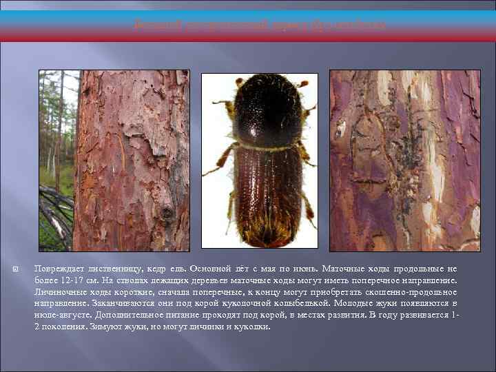 Вредители деревьев фото с описанием