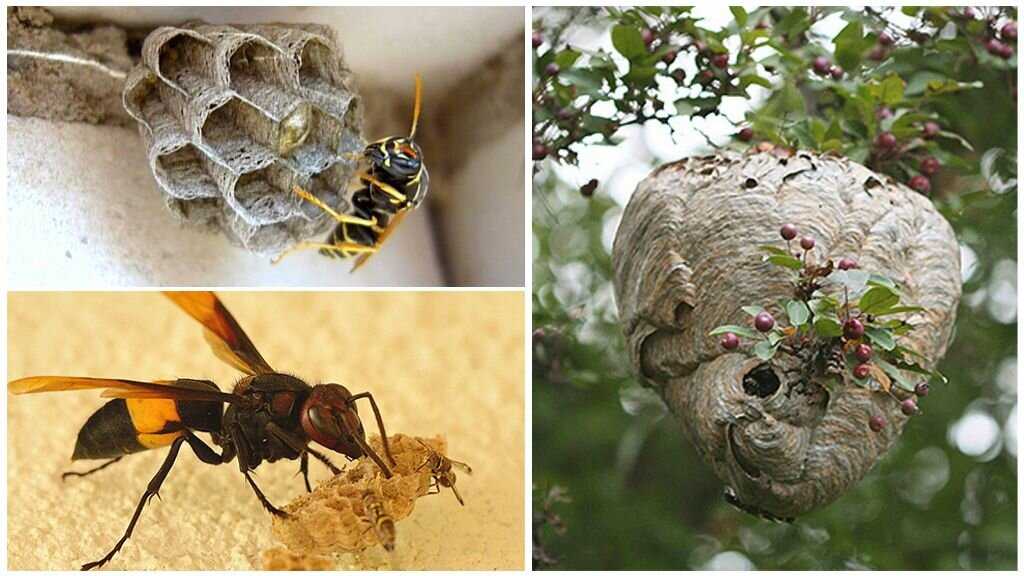 Как избавиться от пчел в доме и на участке? дикие пчелы: как их вывести? :: syl.ru