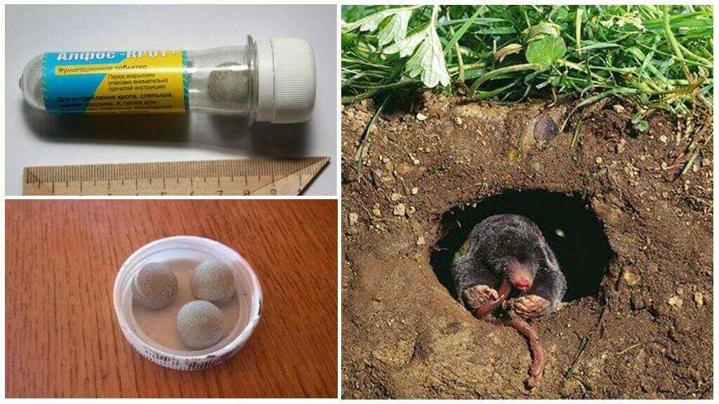 Земляная крыса - как избавиться и какое средство для борьбы эффективнее?