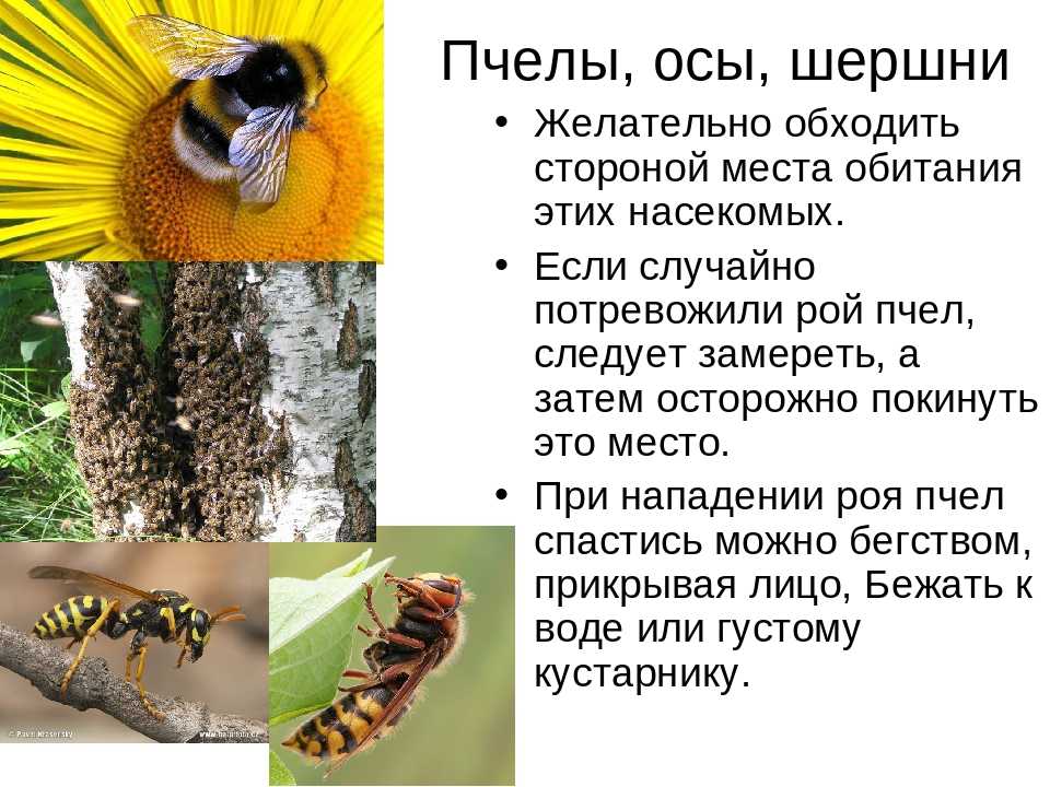 Шершень: польза и вред самой большой осы в мире