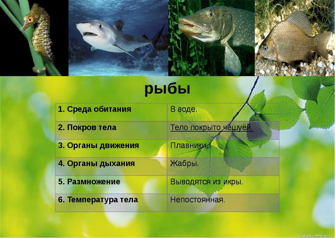 Рассмотрите животное изображенное на рисунке ответьте на вопросы в какой среде обитания живет рысь