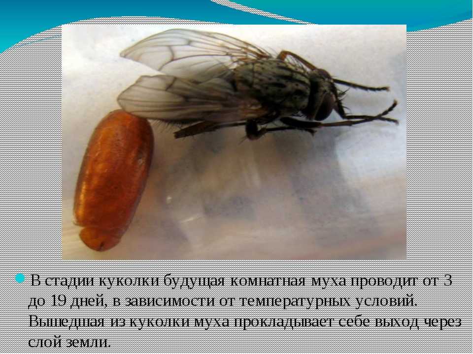 Развитие мясной мухи. Личинка комнатной мухи. Серая мясная Муха личинки.