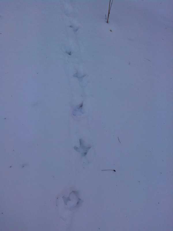 Следы крысы на снегу - фото и описание следов