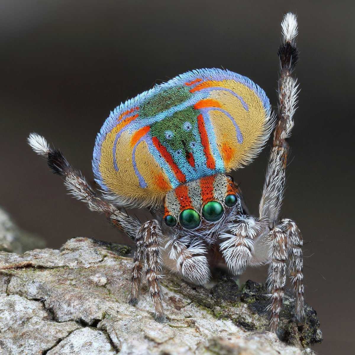 Паук-Павлин (Maratus volans)