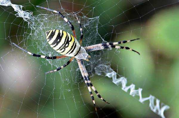 Гигантский домовой паук. домовый паук или тегенария домовая