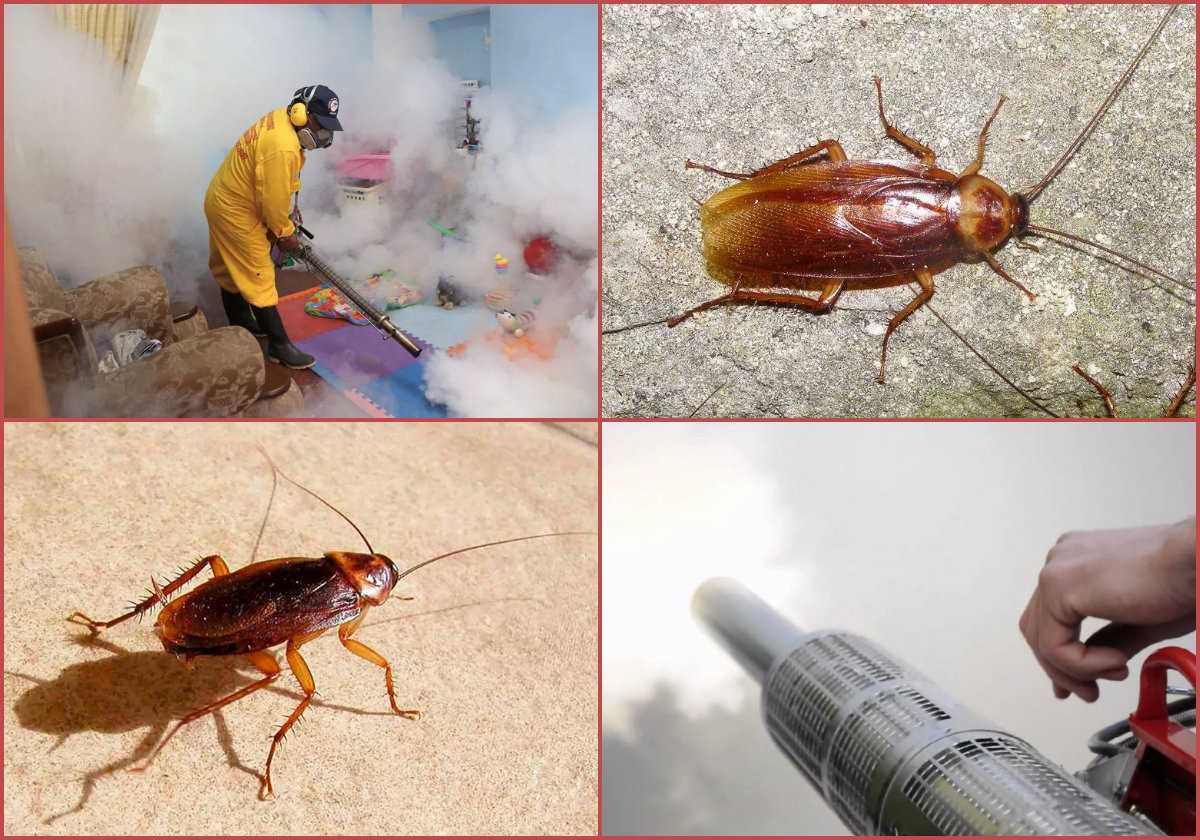 Чем можно испугать таракана