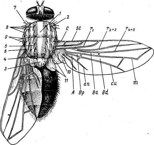 Крылья мухи схема. Строение двукрылых Имаго. Строение крыльев двукрылых насекомых. Строение крыла слепня.