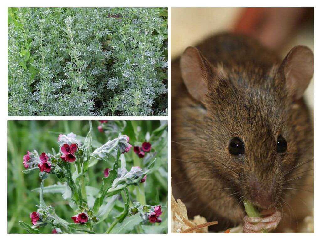 Какие ароматы трав и специй не переносят мыши и крысы