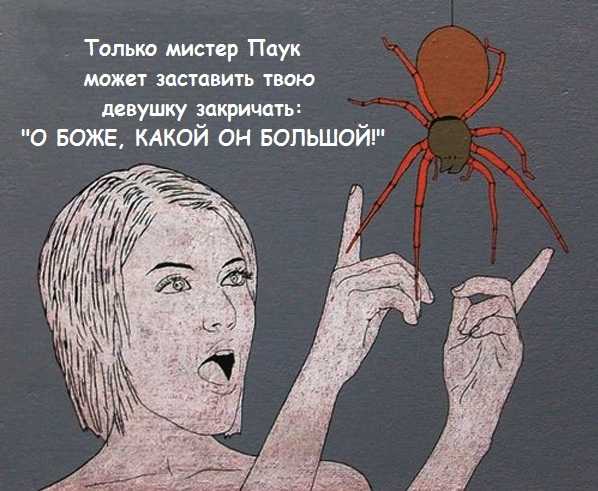 Кто плетет паутину паук или паучиха. почему паук не прилипает к своей паутине