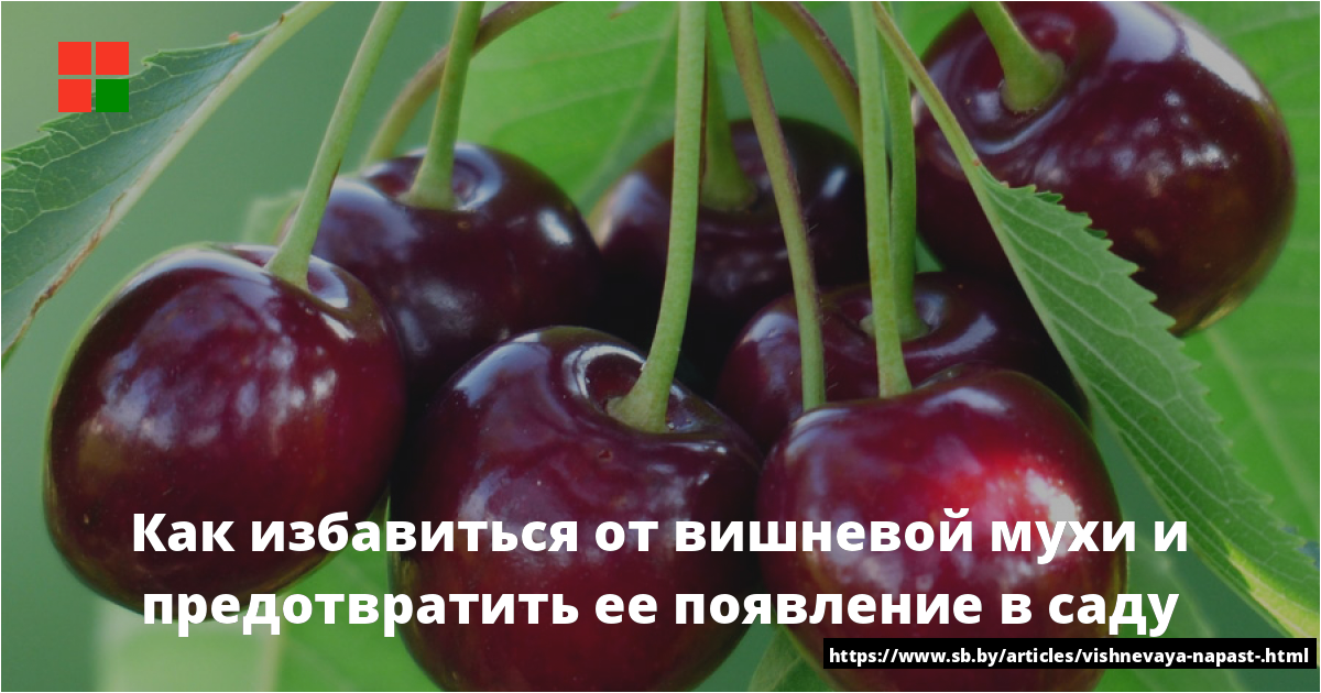 Вишневая муха методы борьбы - чем обработать черешню и вишню от вишневой мухи: инсектициды, народные средства, ловушки