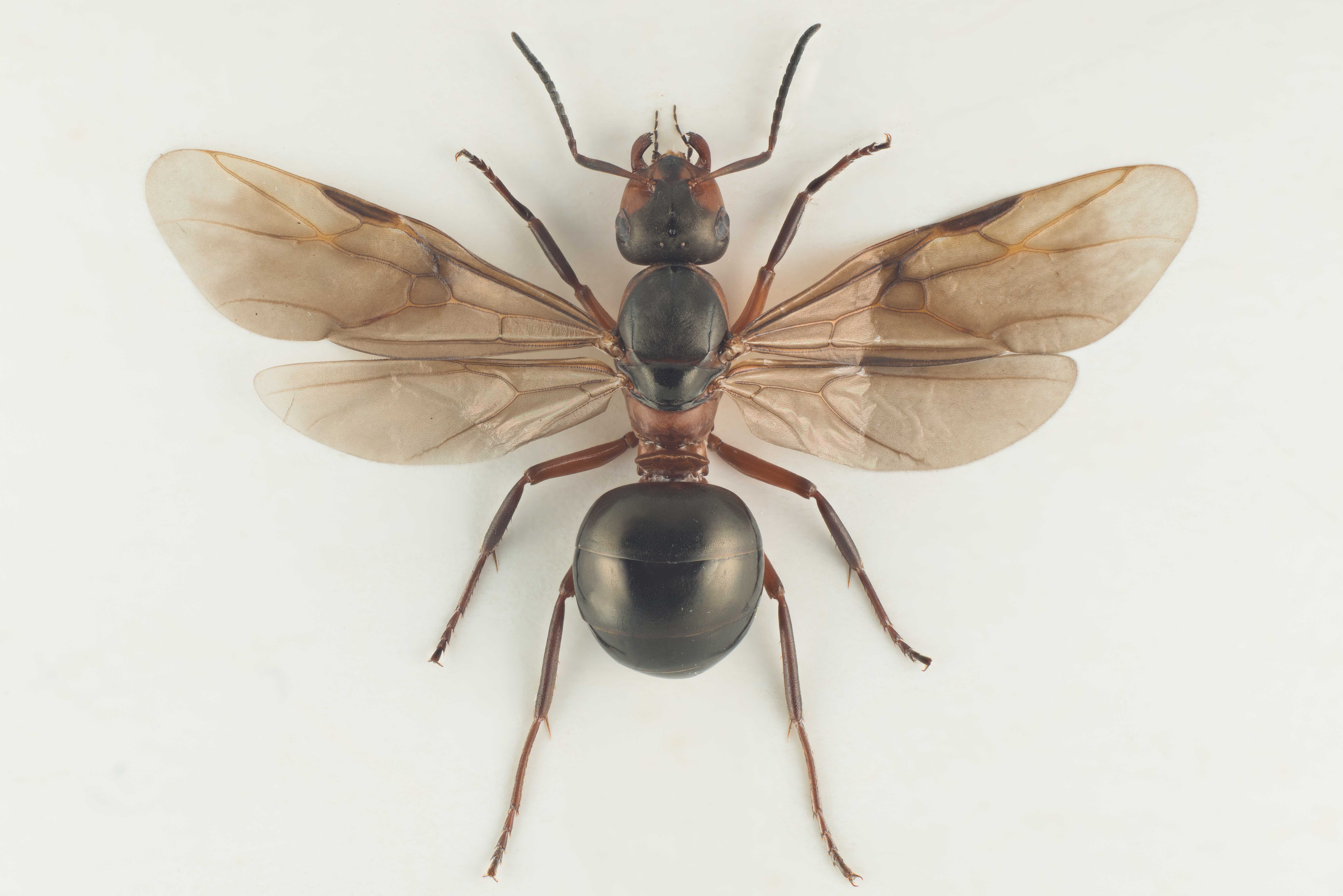 Летающие муравьи в доме. Формика поликтена. Летучие муравьи матка. Самка муравья с крыльями. Крылатые муравьи.