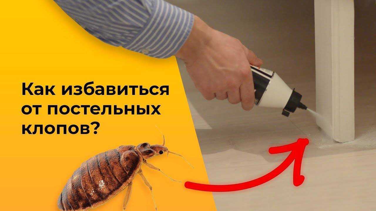 Чего боятся постельные клопы и чем их отпугнуть: 8 способов борьбы