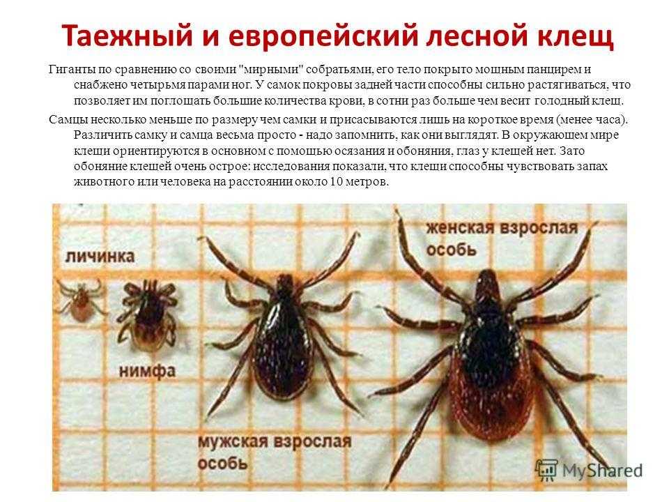 Виды клещей с картинками