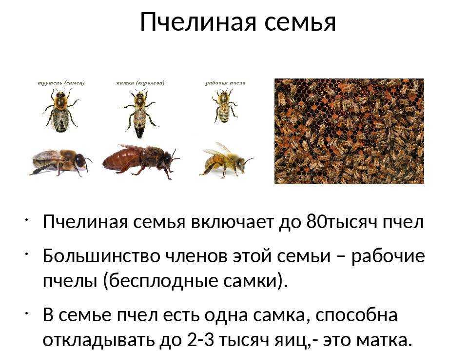 Жизнь пчел рабочих. Структура пчелиной семьи схема. Состав семьи пчел. Пчелиная семья. Жизнь пчелиной семьи.