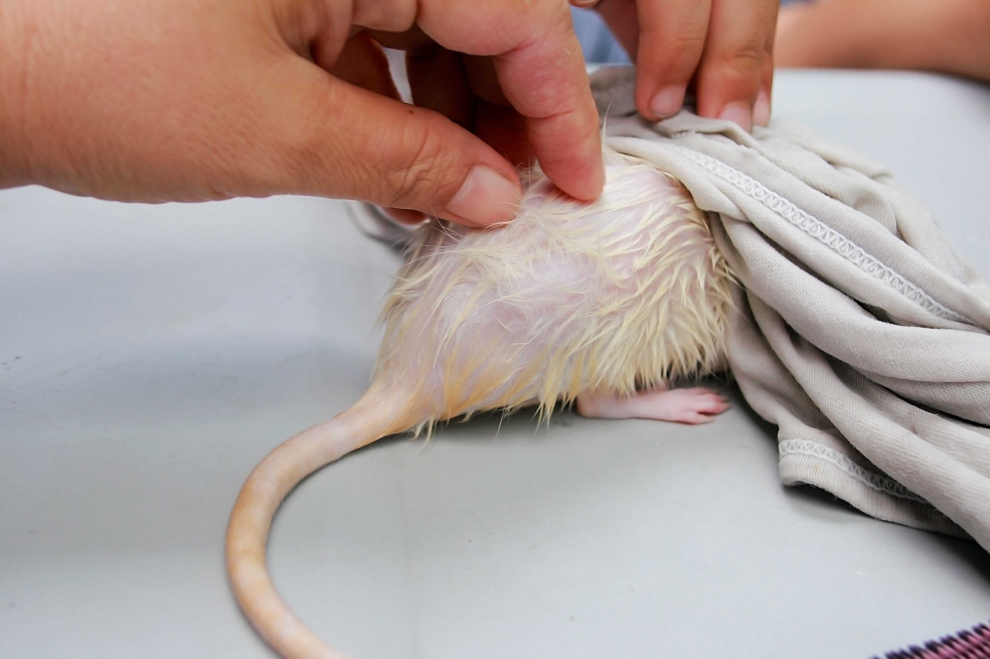 Паразиты у крыс: блохи, власоеды, вши и клещи – лечение и профилактика