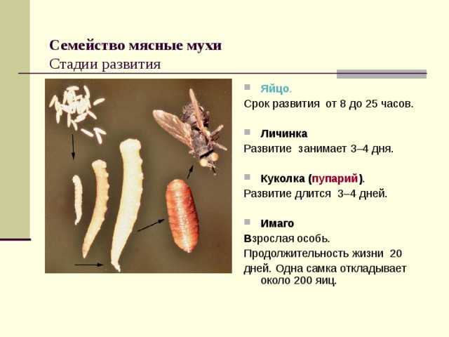 Стадии развития мухи в картинках