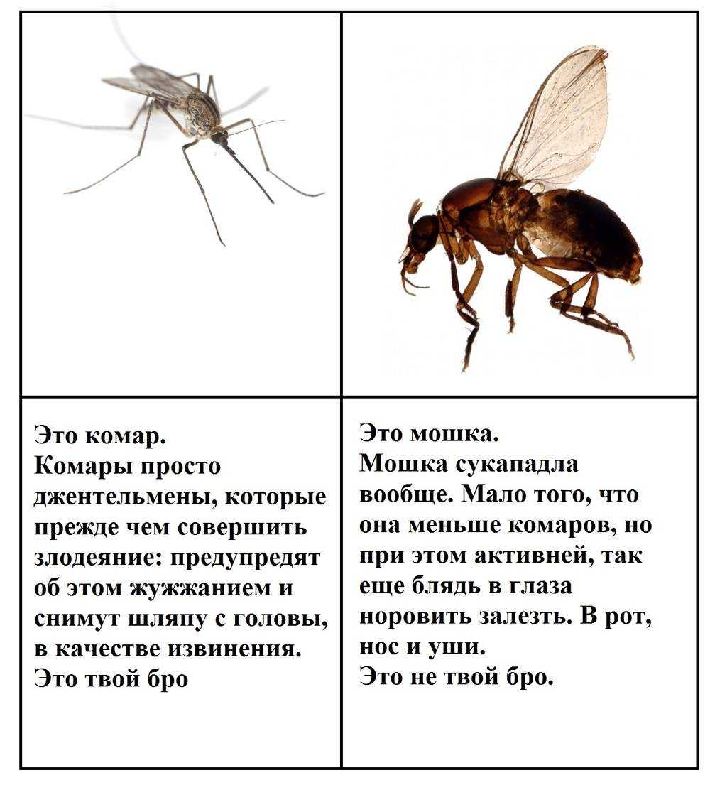 На какую высоту может залететь муха: аэродинамика тельца мухи, факторы влияющие на скорость и высоту полета, её траектория движения Читайте на сайте