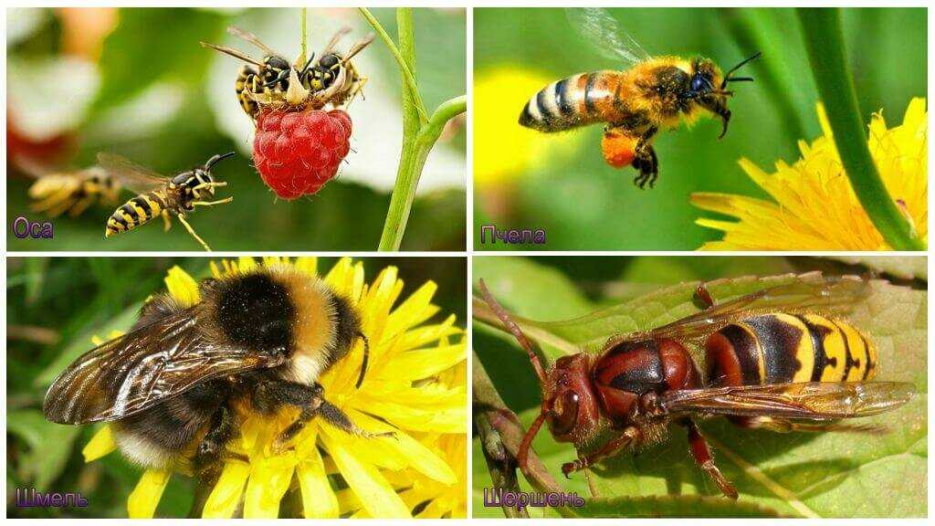 Пчела, оса, шмель и шершень — описание, отличия внешнего вида, поведения, образа жизни