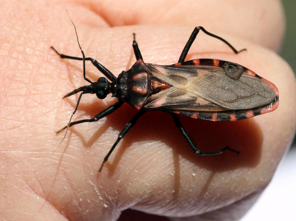 Самые опасные насекомые: незаметная угроза