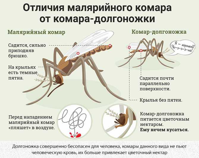 Укус малярийного комара - первые признаки, симптомы, последствия, лечение