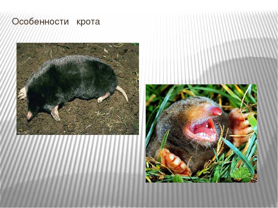 Животное крот: описание, фото, виды, опасность для человека