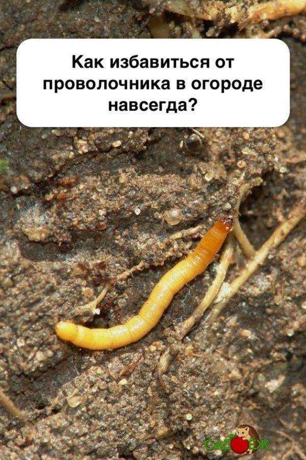 Проволочник: список действенных методов борьбы с вредителем