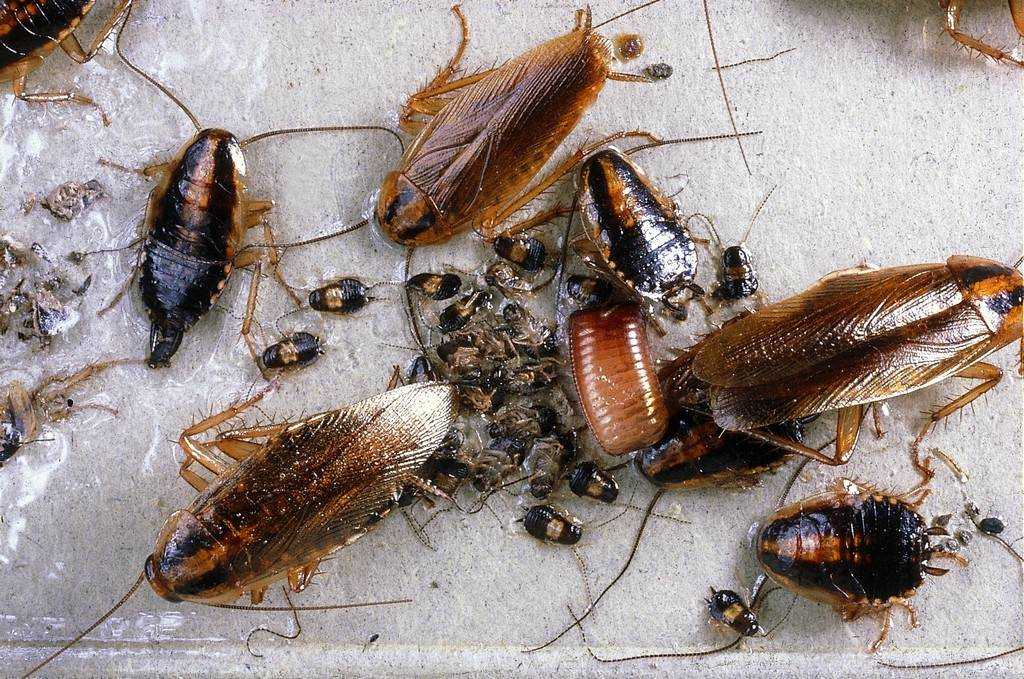 Может ли один таракан размножиться