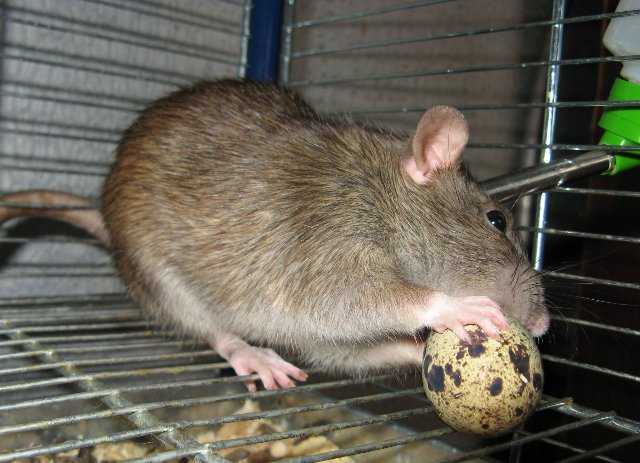 Как выглядит крыса, сколько лет живёт и чем питается? сколько лет живут крысы: домашние и дикие грызуны