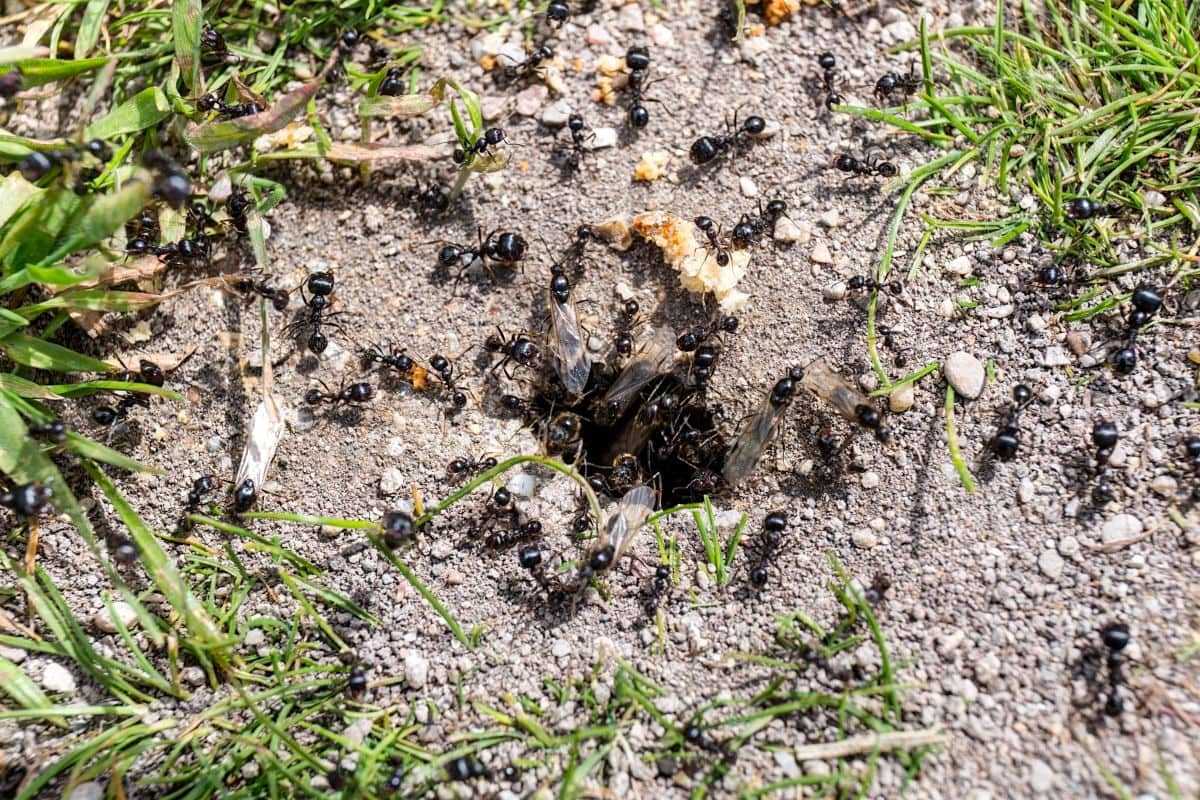 Защита растений от медведки, проволочника и муравьев – 100% эффект — ботаничка