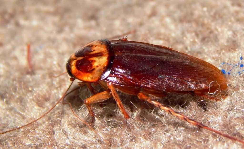 Самые опасные тараканы планеты: фото и описание