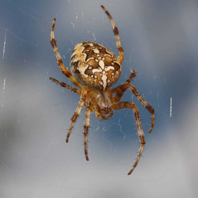 Фото ядовитых пауков в россии фото