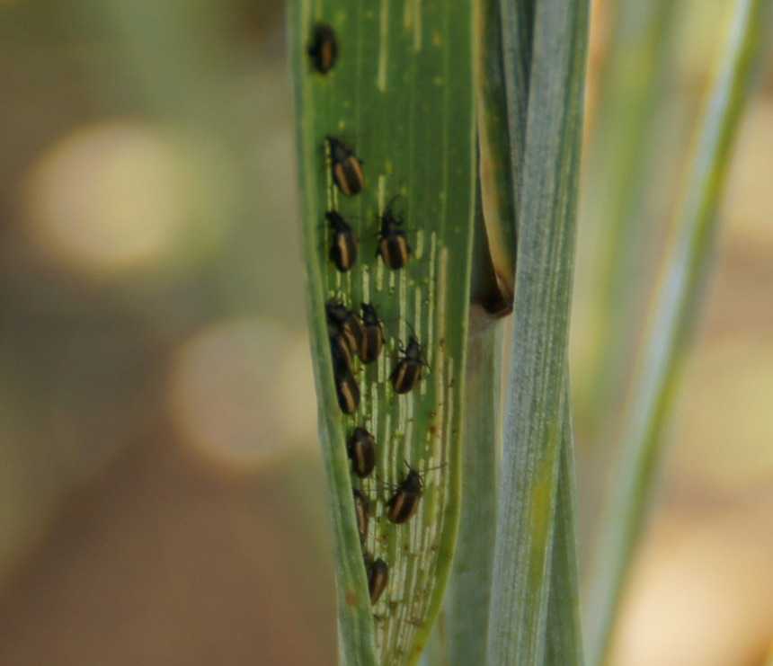 Вредитель озимых. Хлебная полосатая блошка. Haplothrips tritici - трипс пшеничный. Стеблевая Хлебная блошка. Хлебная полосатая блошка (Phyllotreta Vittula REDT.).