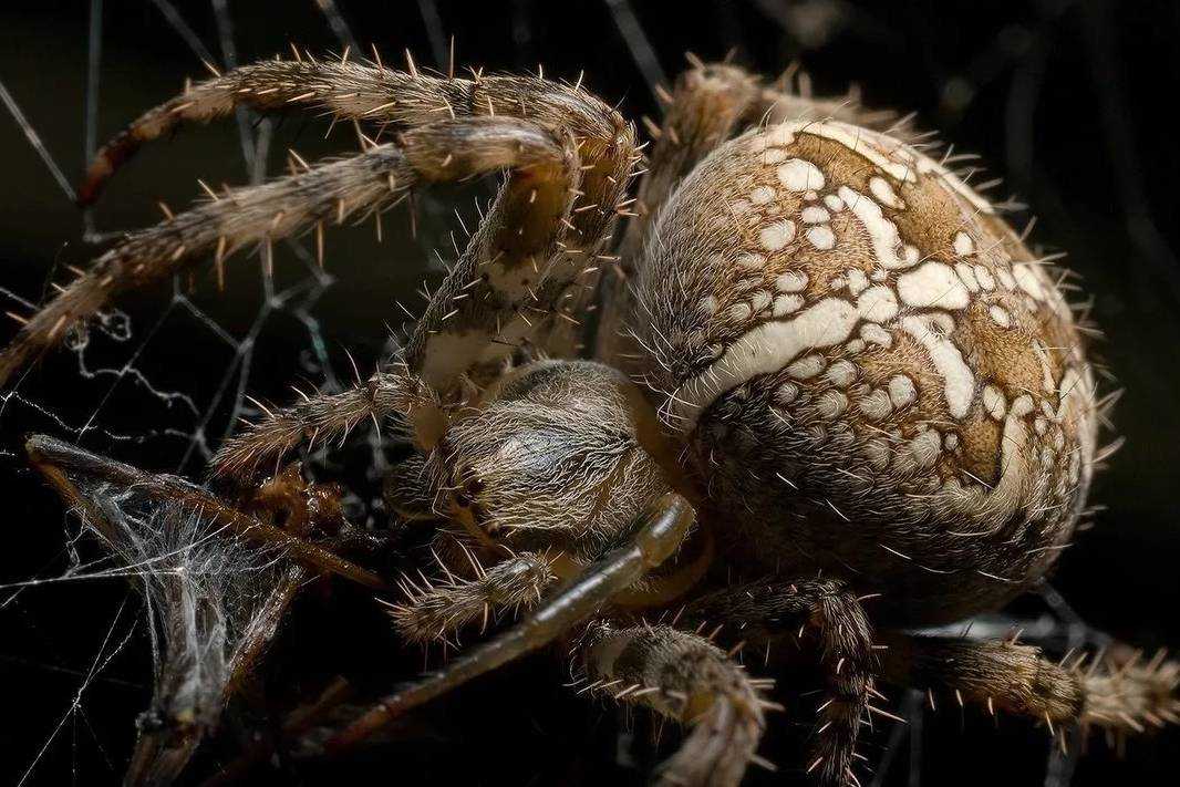 Опасные красные пауки. самые ядовитые пауки в мире