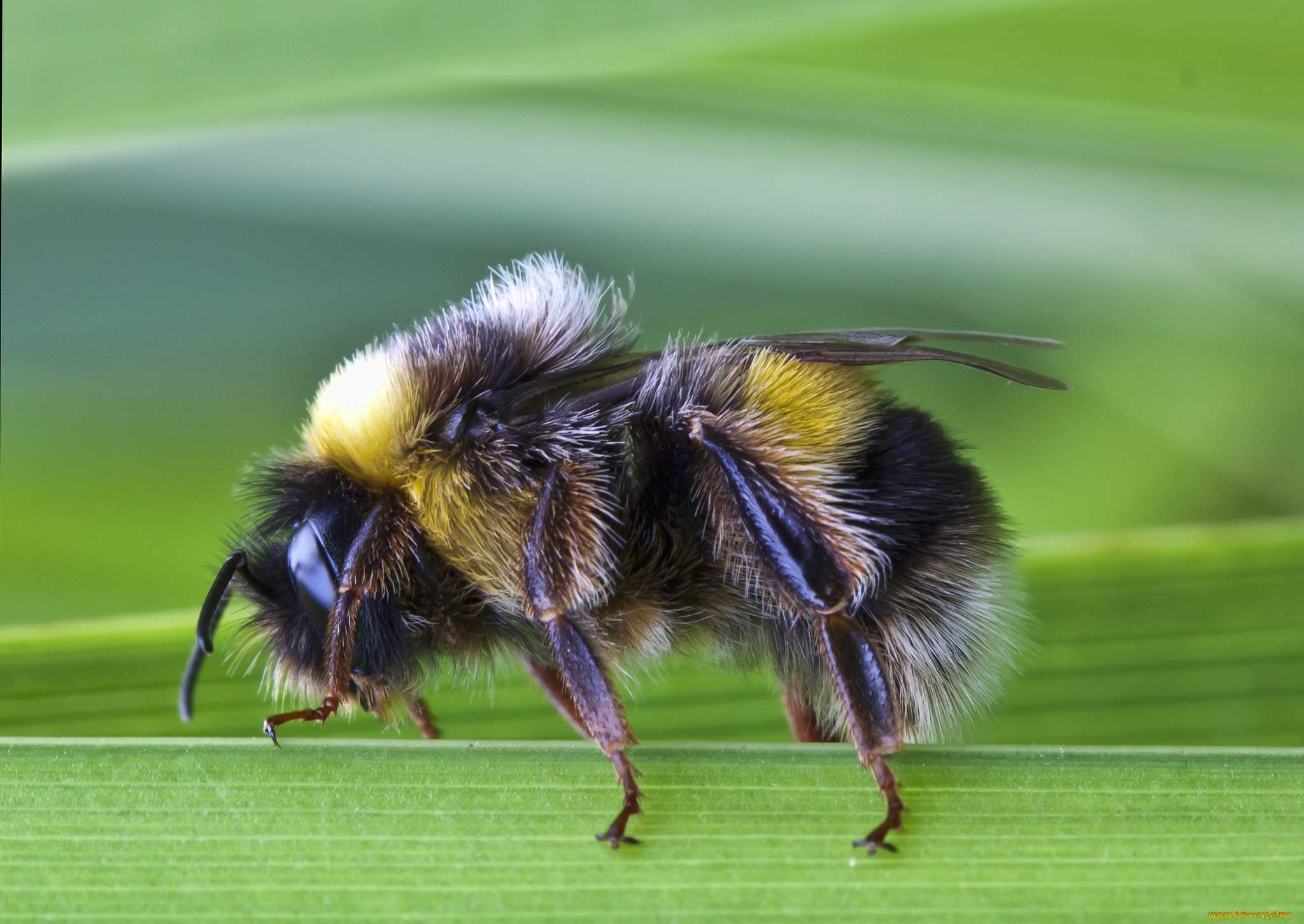 Шмель Зихеля Bombus sichelii