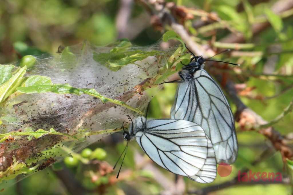 Гусеница и бабочка боярышницы - фото и описание, как бороться