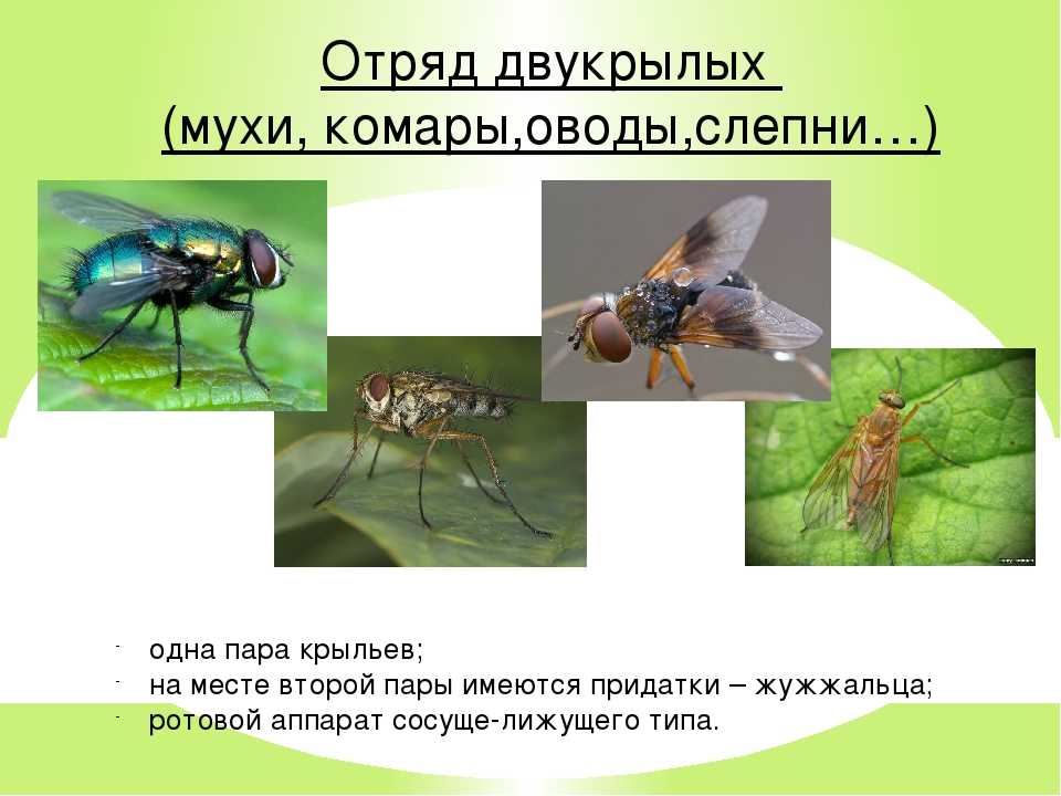 Отряд двукрылые мухи. Двукрылые мухи. Отряд Двукрылые комары. Отряд насекомых Двукрылые представители. 2. Двукрылые.