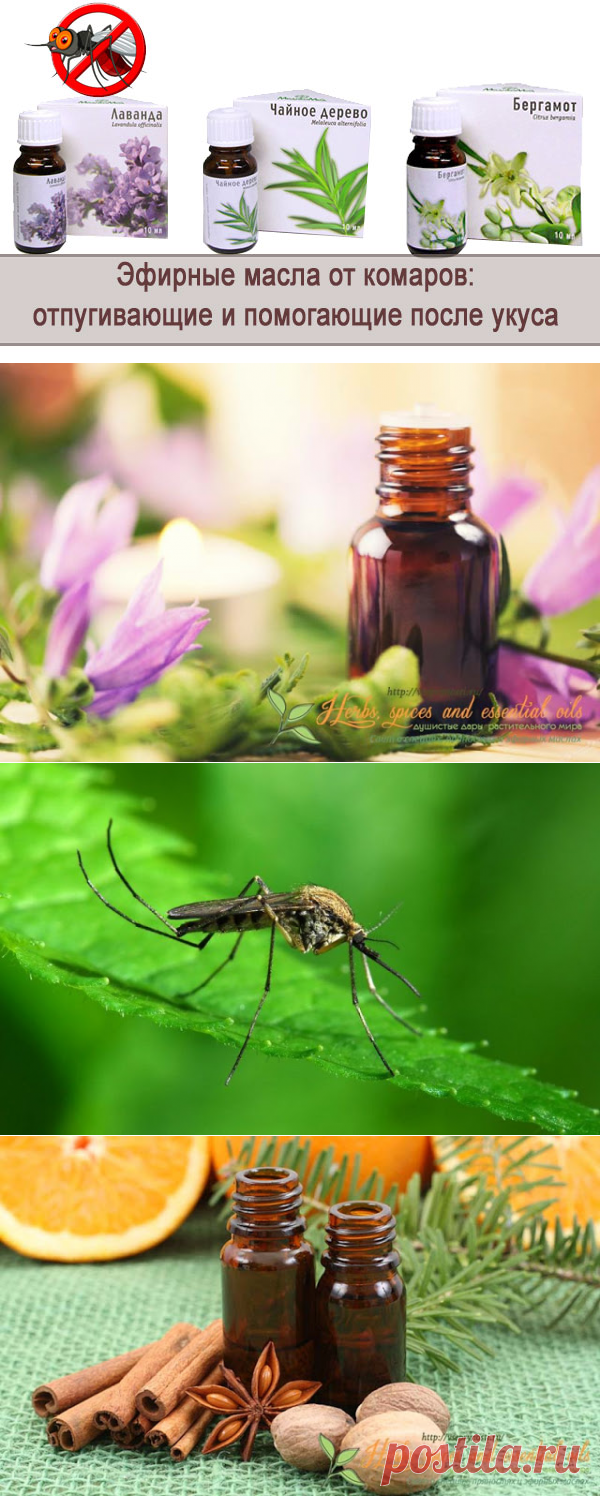 Комары не любят запах. Эфирное масло отпугивающее комаров. Эфирные масла против комаров и мошек. Масла от комаров ДОТЕРРА. Эфирное масло от комаров и мошек и клещей.