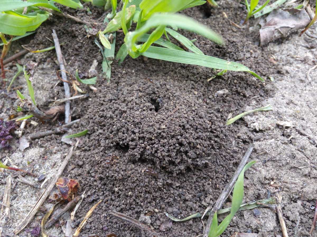 Тайный секрет применения соды от муравьев на огороде и в теплице