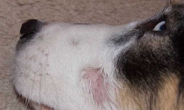 Демодекоз у собак — фото, симптомы и лечение препаратами, профилактика