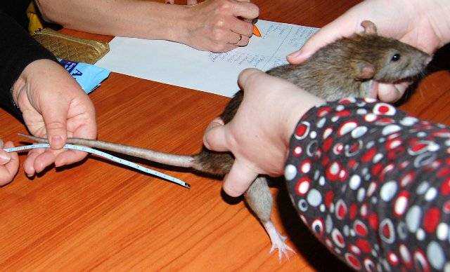 Крысиный хвост: особенности и предназначение. зачем крысам хвост